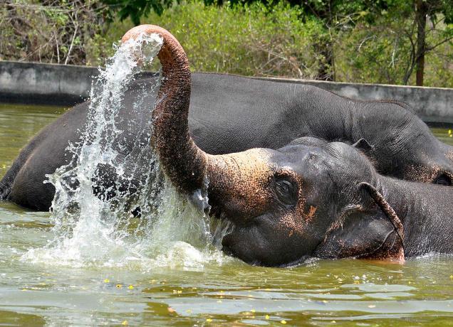 SV Zoological Park